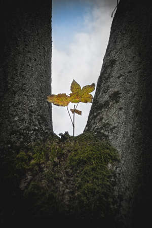 A lonely twig growing out of a tree branching near the trunkの写真素材