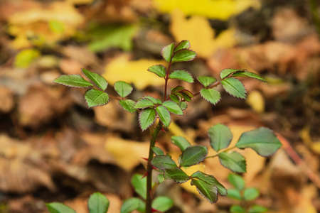 Young leaves of a rose in the autumn forest close-up.の写真素材