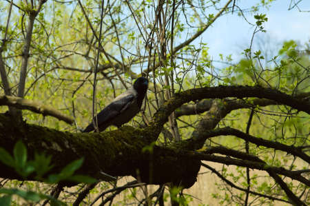 A black crow sits on a branch of a tree in the spring.の写真素材
