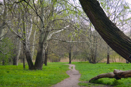 Path in the park of birch forest nature nature spring greenの写真素材