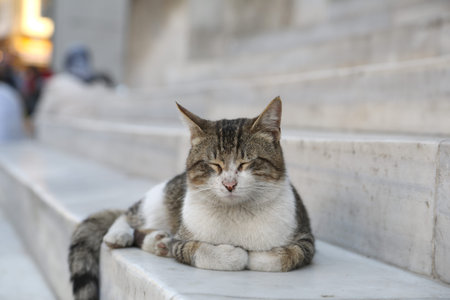 Cats of Istanbul old cityの写真素材