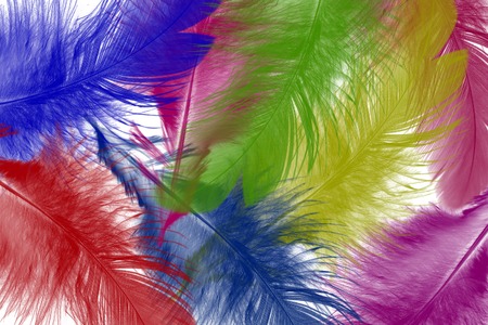 Colored feathersの写真素材
