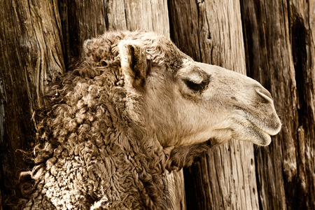 Camelの写真素材