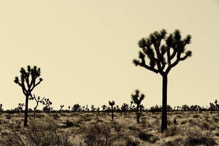 Joshua Treesの写真素材