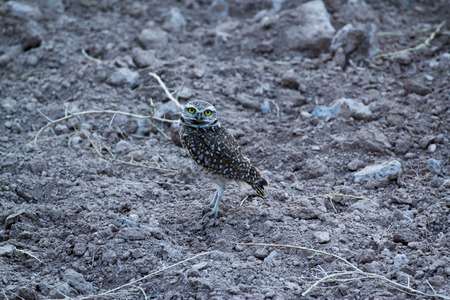 Burrowing Owlの写真素材