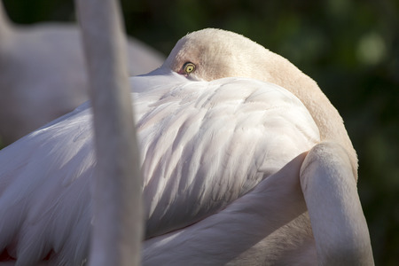 Pink Flamingoの写真素材