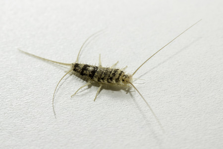 Silverfishの写真素材