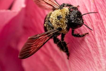 Honey bee on pink hibiscus flower close-up