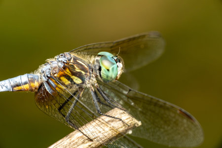 Close up of a dragonfly resting on a twig with a blurred backgroundの写真素材