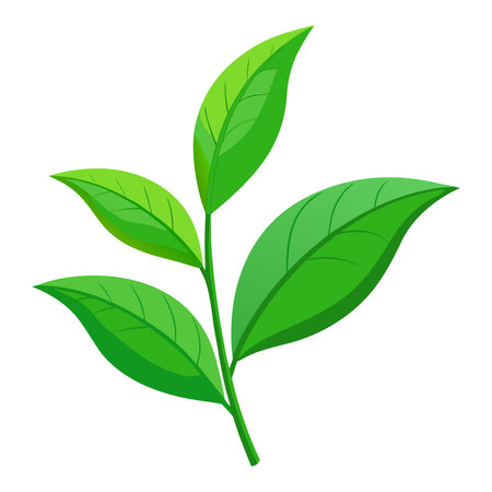 Green tea leaves isolated on white background. Vector illustration. Eps 10.のイラスト素材
