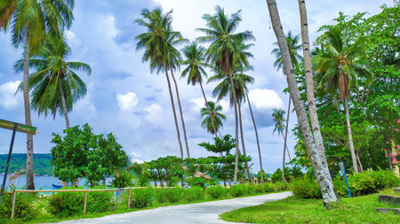 Pedestrian path by the beautiful beach of Papua with coconut trees