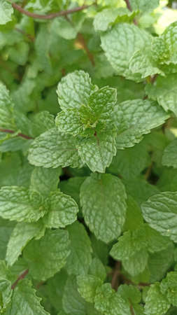 Green and fresh strawberry plant leavesの写真素材