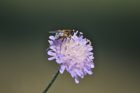 Flower beeの写真素材