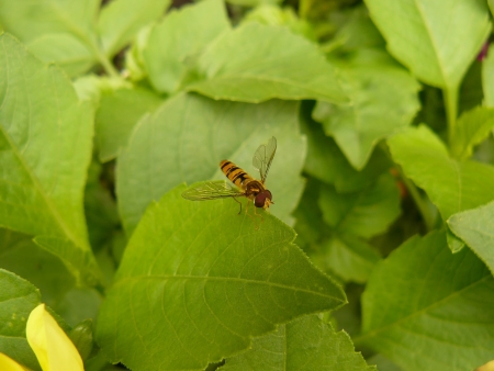 Little bee on flowerの写真素材
