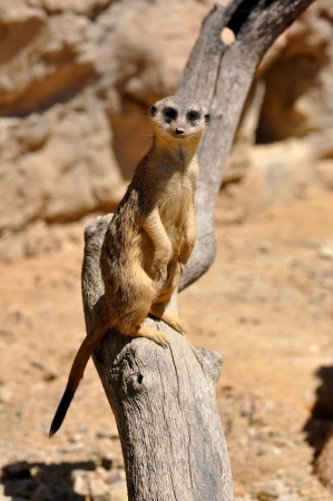 Suricata suricatta の写真素材