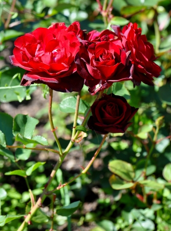 Red rosesの写真素材