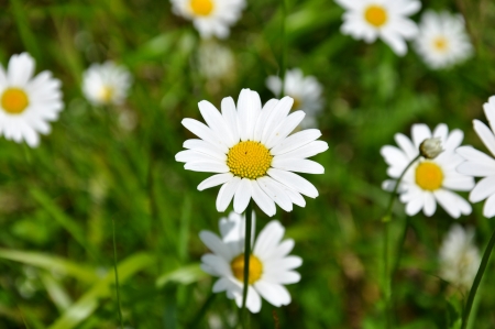 Leucanthemumの写真素材