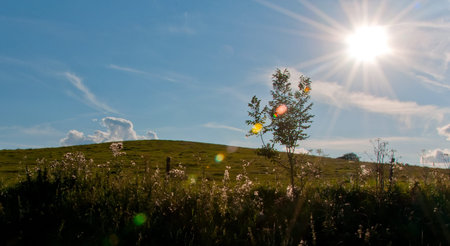 Meadow field の写真素材