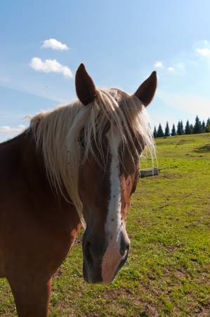 Horsesの写真素材