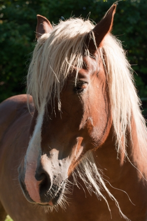 Horsesの写真素材