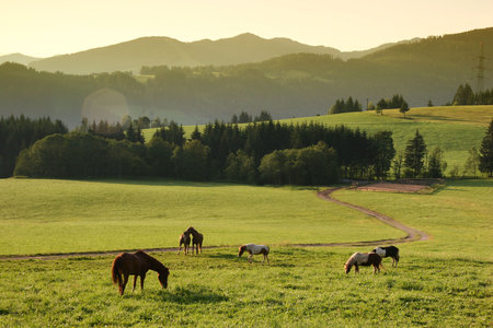 Horses in idyllic morning
