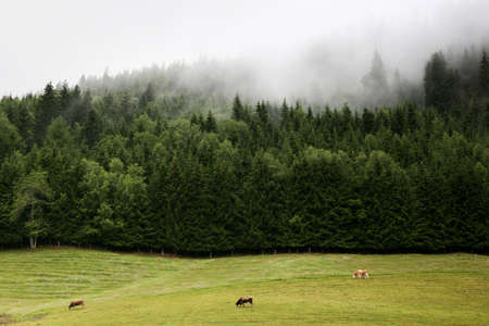 An idyll morning with cows, fir-forest and fogの写真素材