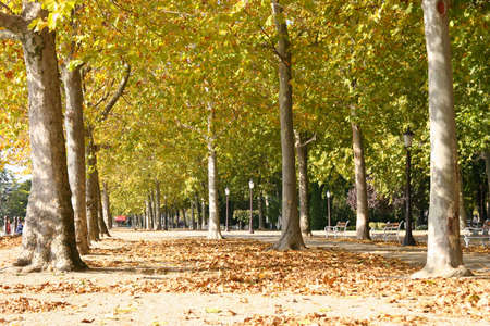 Autumn theme with people walking, resting in the parkの写真素材