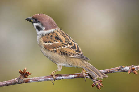 Beautiful sparrow on branch. Full frame (photo was taken from 3.5 m with 400 mm optic + 36 mm conversion)の写真素材