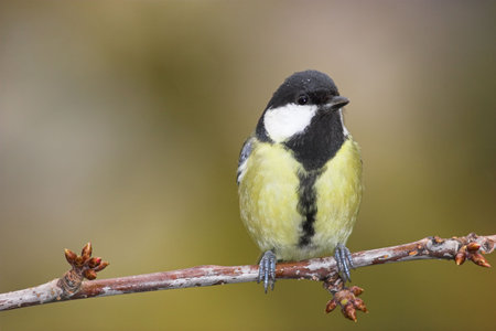 Beautiful tit on branch. Full frame (photo was taken from 3.5 m with 400 mm optic + 36 mm...
