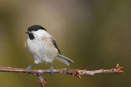 Small bird on branch. Full frame (photo was taken from 3.5 m with 400 mm optic + 36 mm conversion)の写真素材