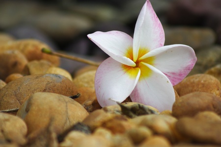 The photo of flower that fall on the plain of stoneの写真素材
