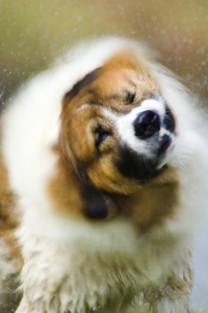 The wet dog flicking to get rid of water の写真素材