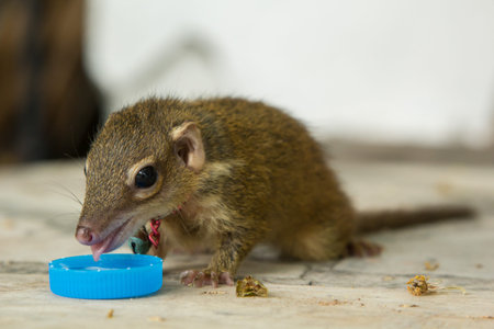 tree shrew drink water