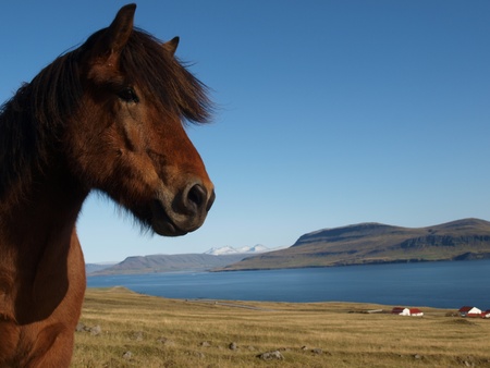 Icelandic Horseの写真素材