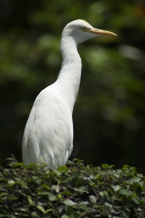 white egret crane birdの写真素材