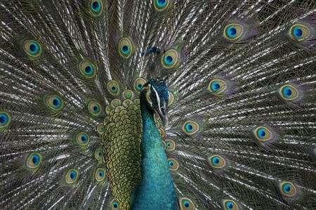 peacock frontalの写真素材