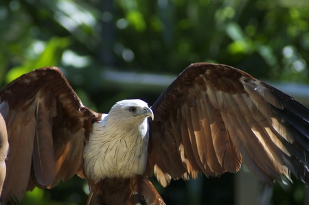 eagleの写真素材