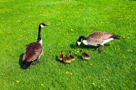 Canada goose の写真素材