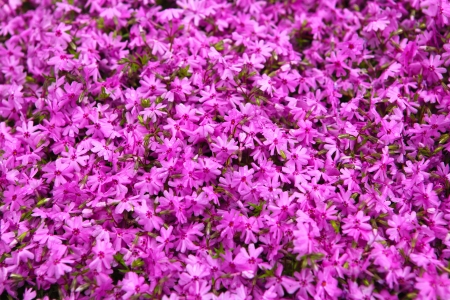 Beautiful pink flower の写真素材