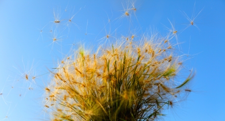 Hair grassの写真素材