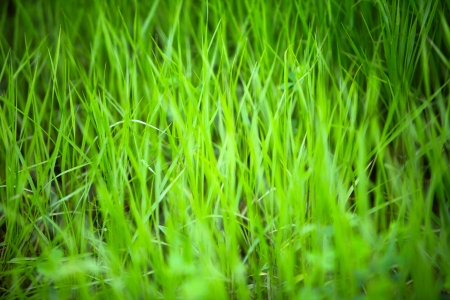 close-up of green grass, very shallow focus  の写真素材