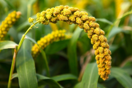 In the early autumn season  Maturing millet の写真素材