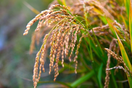 paddy rice in field の写真素材