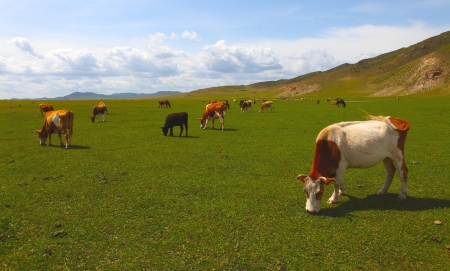 Cattle, in Inner Mongolia steppeの写真素材