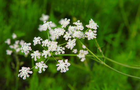 Flowers and grass