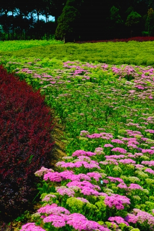 Gardenの写真素材