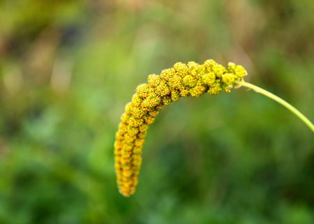 In the early autumn season  Maturing millet の写真素材