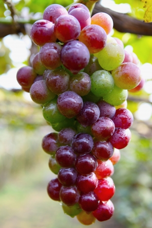 Vineyardの写真素材