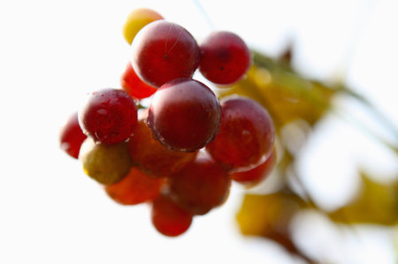 Vineyardの写真素材