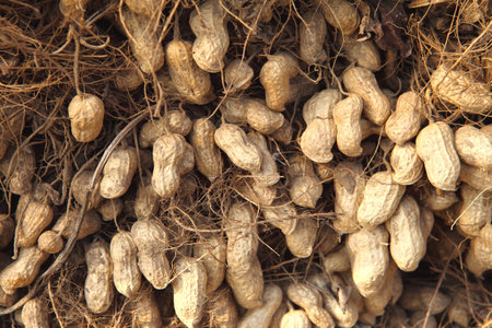 Peanut pile